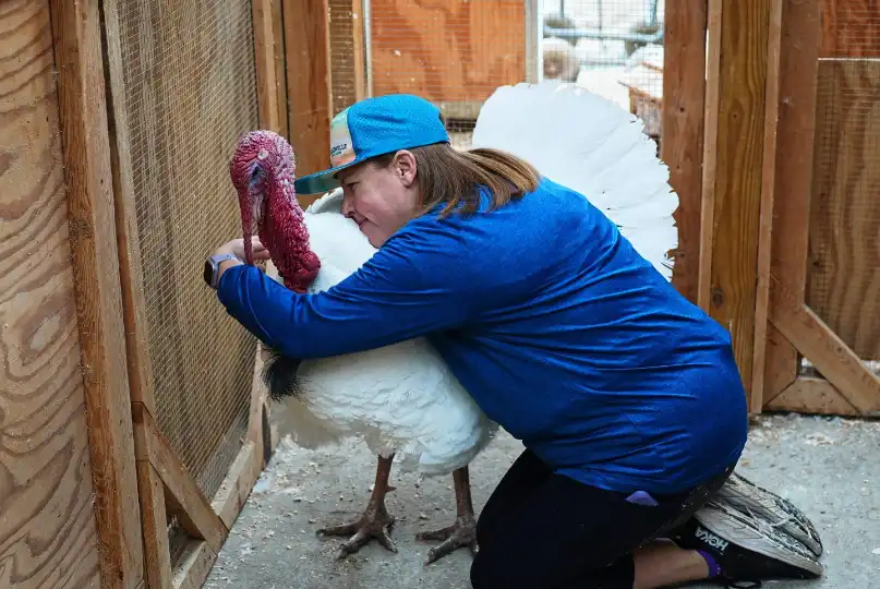 ‘You only hear about kind of the dead turkeys’: Thousands of Americans have been rescuing turkeys instead of eating them since the 1980s