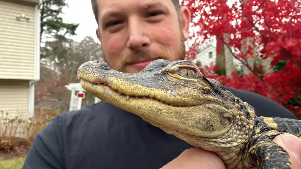 Boston falls in love with tiny alligator in Charles River, rescues footlong reptile before it freezes
